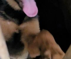 German Shepherd Puppies 4 month old - 2