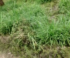 50 by 100 plot for sale - 4