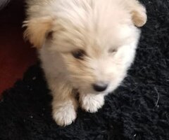 maltese dog puppies, - 4