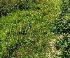2,000 Acres Prime Agricultural land to lease in Nanyuki Laikipia county Ksh. 20,000/Acre/Year - 2