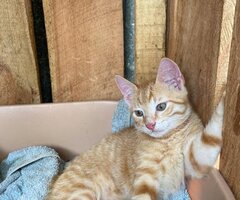 Beautiful brown kittens ready for rehoming - 2