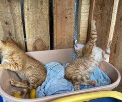 Beautiful brown kittens ready for rehoming - 3