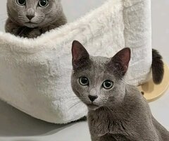 Pure Russian blue