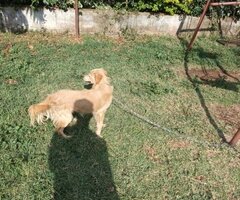 Golden retriever