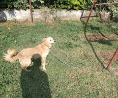 Golden retriever - 2