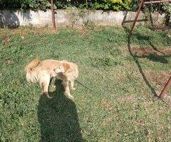 Golden retriever - 3