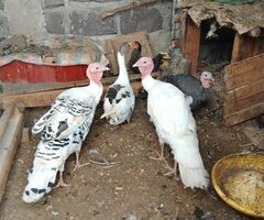 Turkey and goose for sale