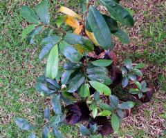 Soursop Seedlings - 4