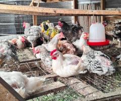 Improved Kienyeji cocks for sale - 2