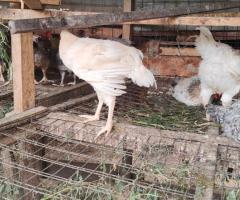 Improved Kienyeji cocks for sale - 4