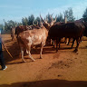 ezekiel “Kirkitap kipgaa” kimutai